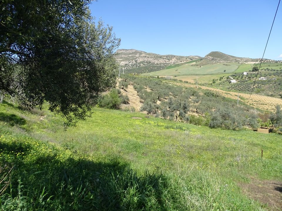 Finca i Alora, Malaga - foto 5