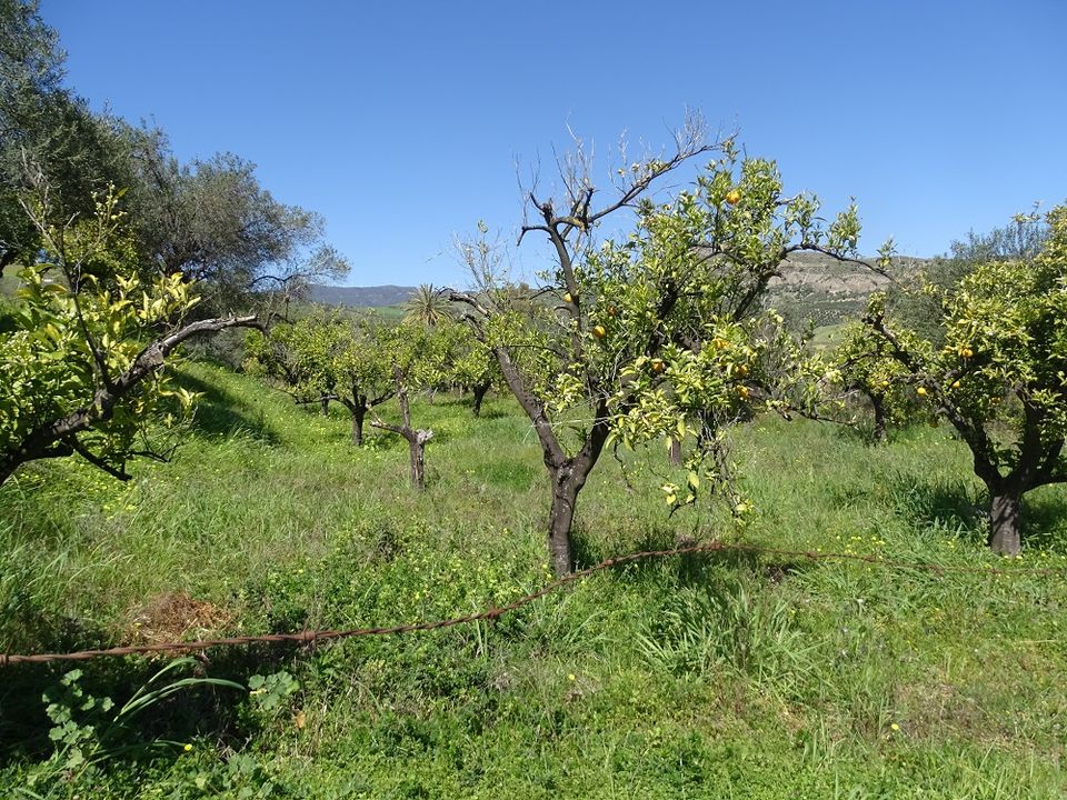 Finca i Alora, Malaga - foto 4