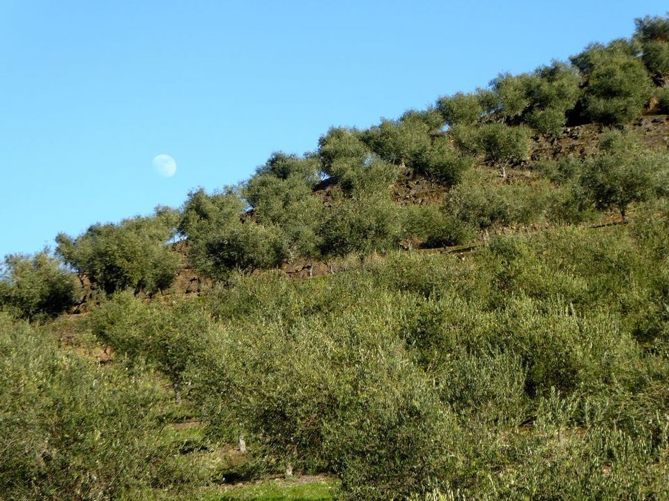 Farm i Alfandega da Fe, Braganca - foto 1