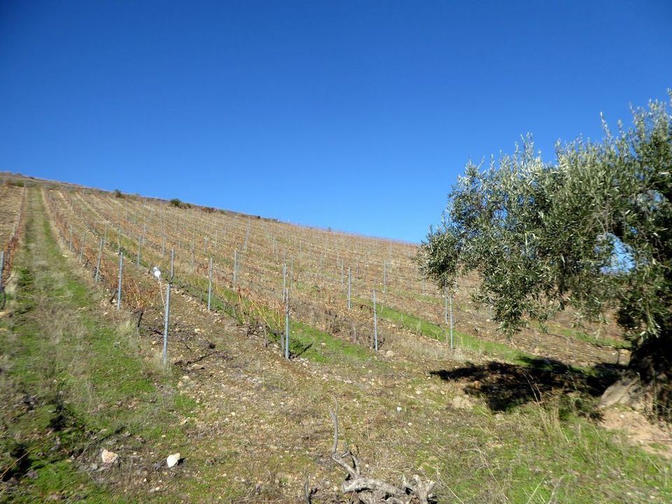 Farm i Alfandega da Fe, Braganca - foto 2