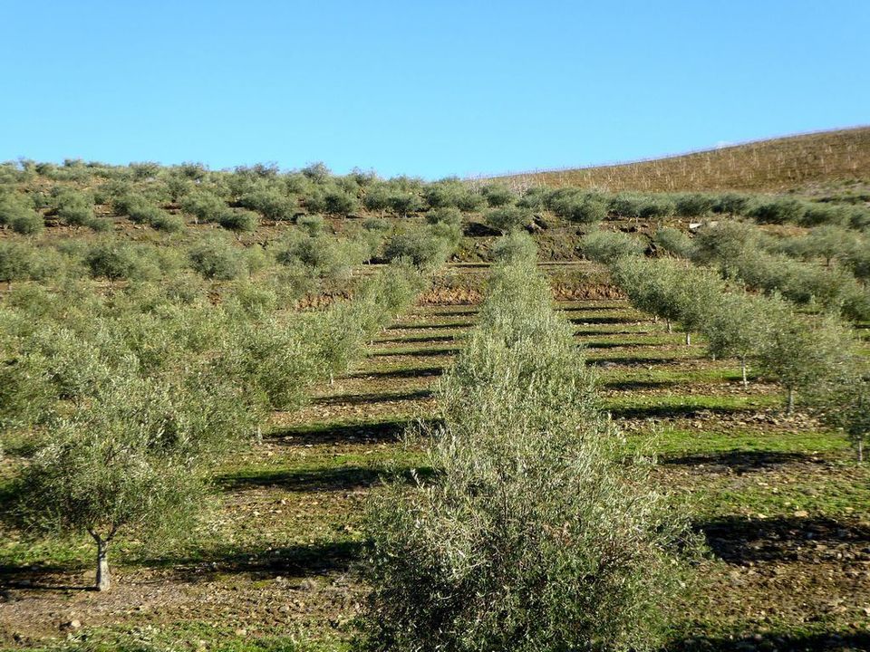 Farm i Alfandega da Fe, Braganca - foto 4