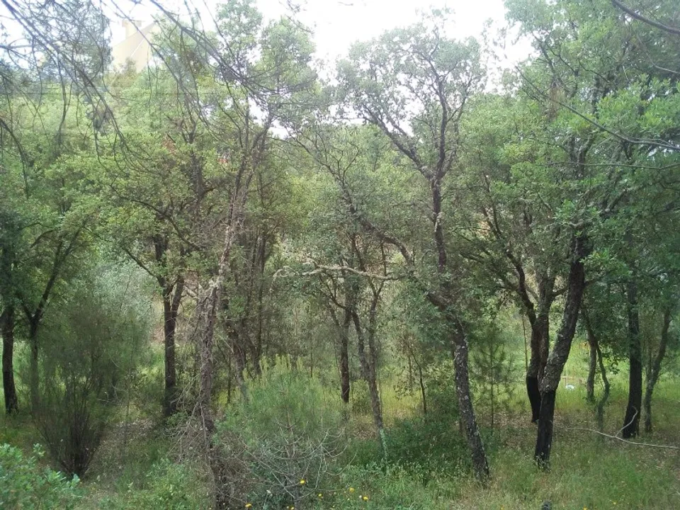 Helårsgrund i Montalvo, Santarem - foto 3