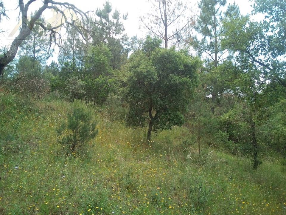 Helårsgrund i Montalvo, Santarem - foto 4