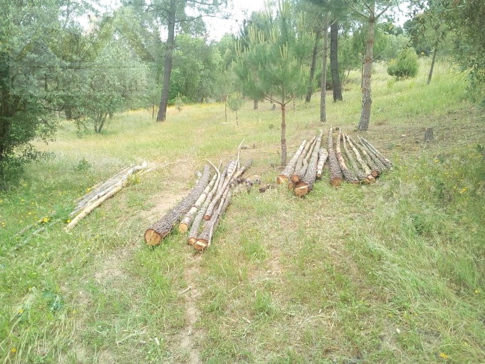 Helårsgrund i Montalvo, Santarem - foto 5
