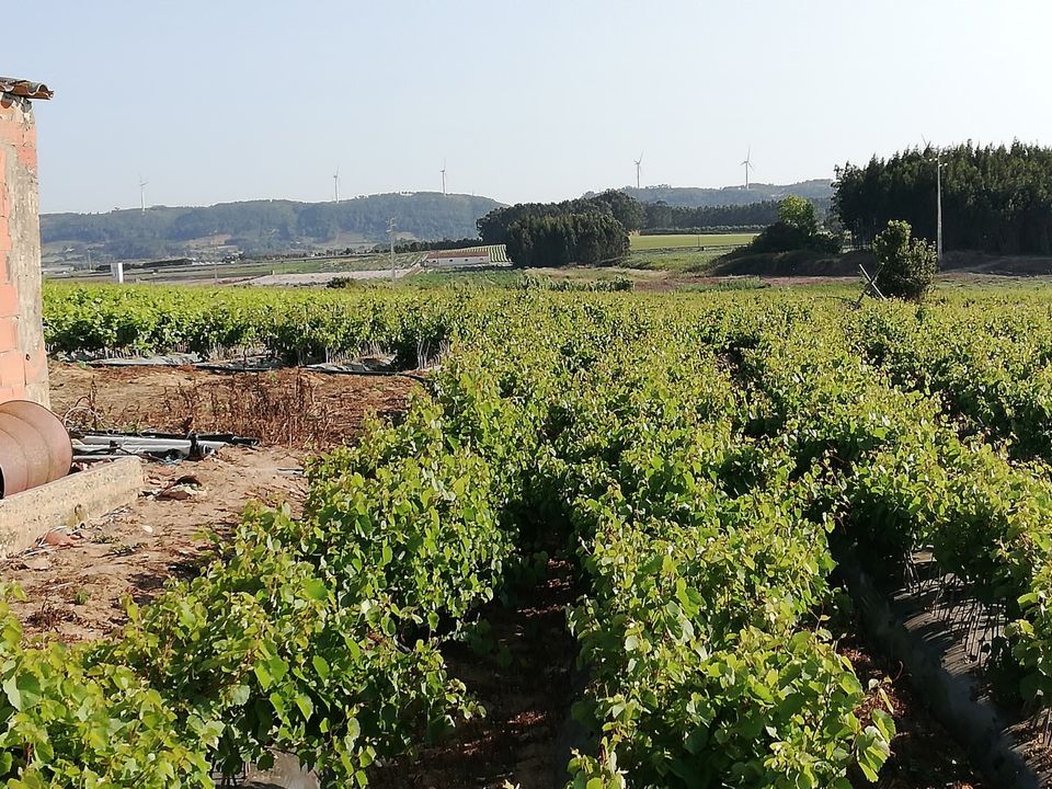 Villa i Obidos, Leiria - foto 5