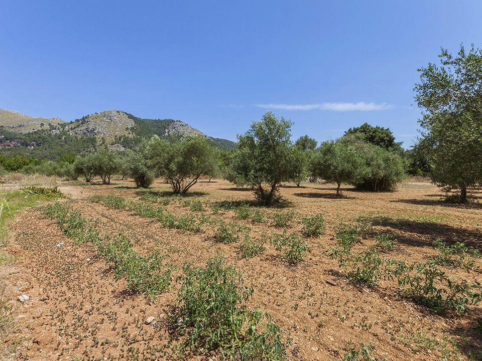 Cortijo i Pollenca, Mallorca - foto 3