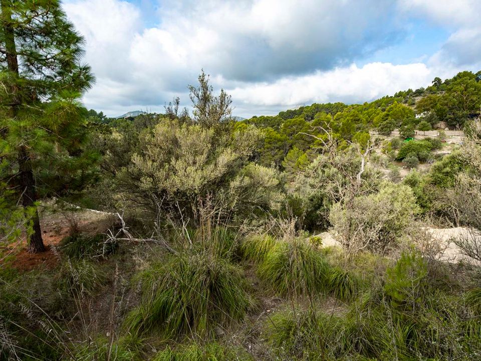 Helårsgrund i Puigpunyent, Mallorca - foto 1