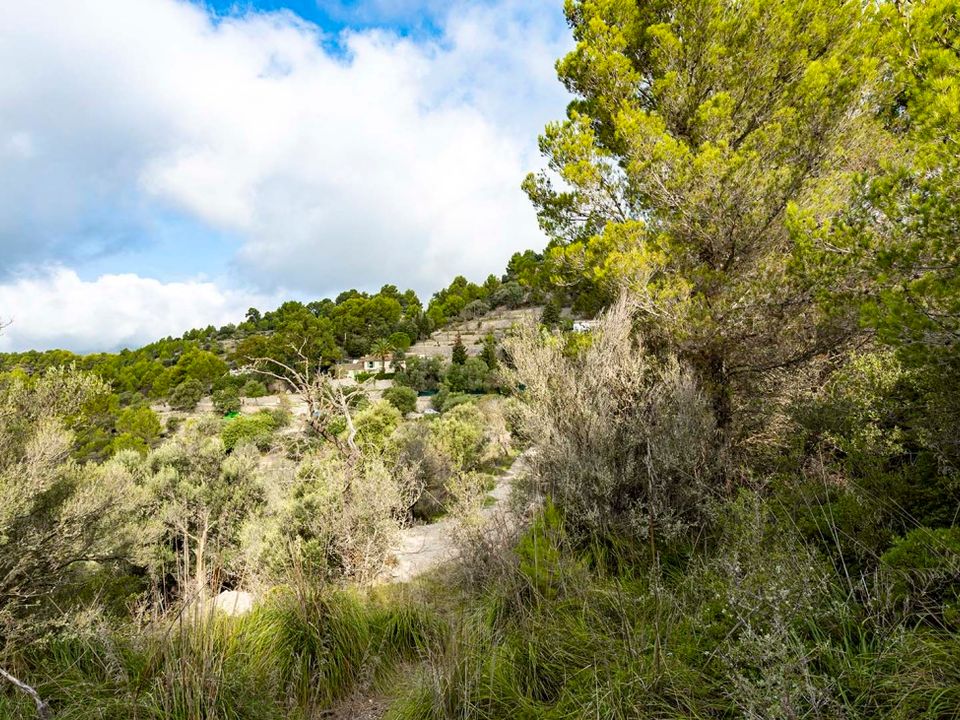 Helårsgrund i Puigpunyent, Mallorca - foto 2