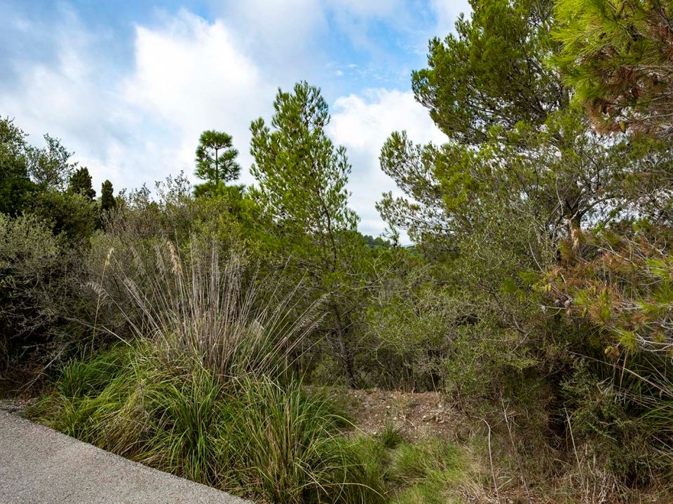 Helårsgrund i Puigpunyent, Mallorca - foto 2