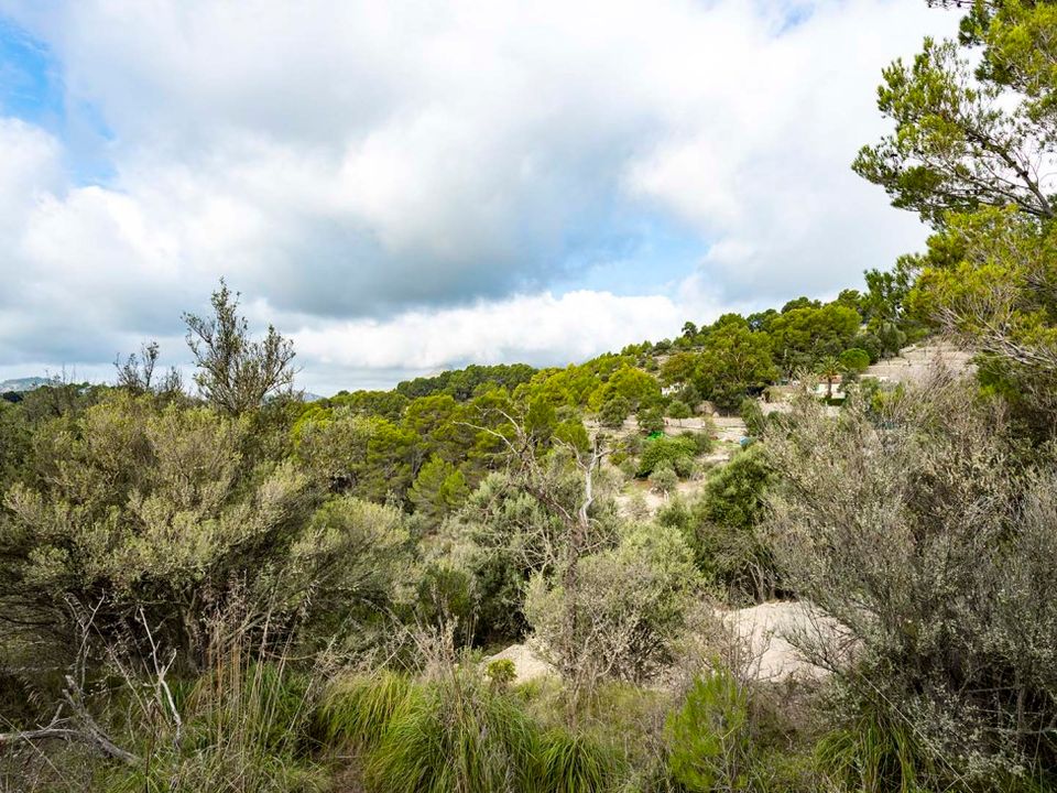 Helårsgrund i Puigpunyent, Mallorca - foto 3
