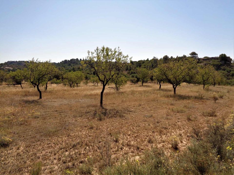 Finca i Maella, Zaragoza - foto 2