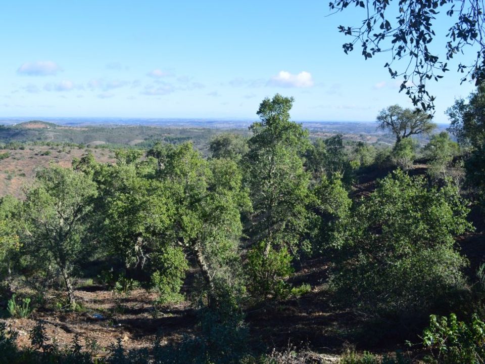 Terra a Almodovar, Beja - foto 4