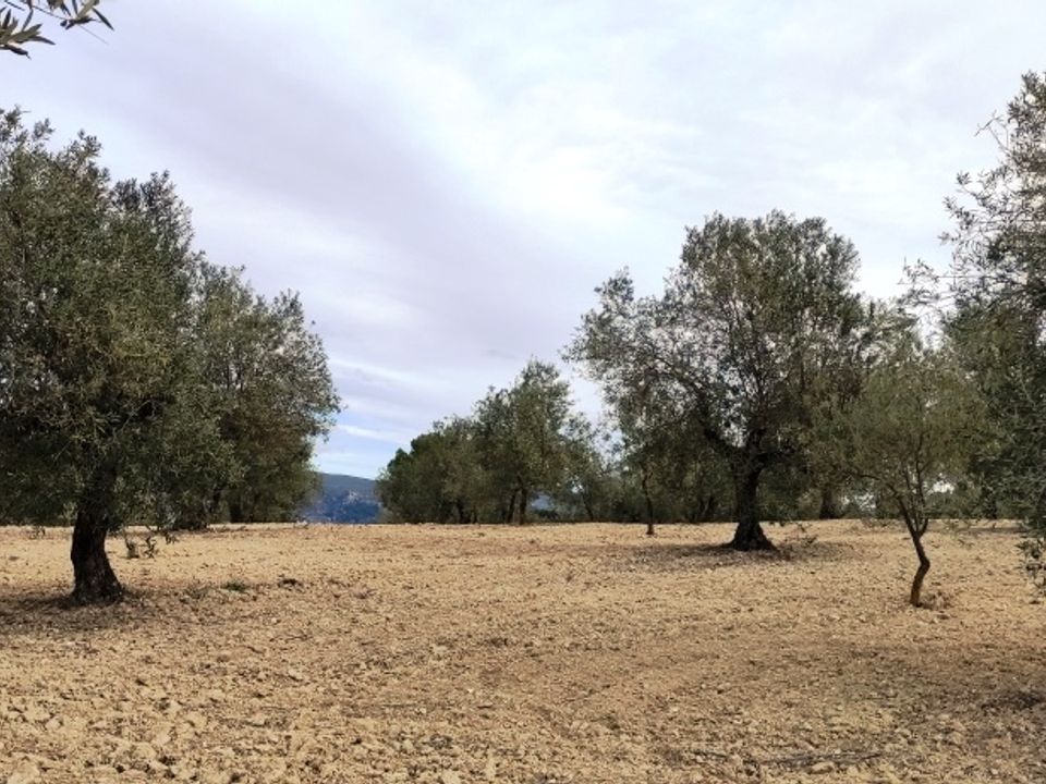 Helårsgrund i Penaguila, Alicante - foto 2