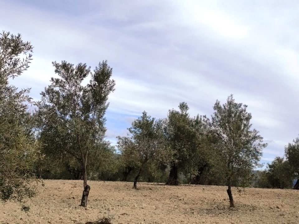 Helårsgrund i Penaguila, Alicante - foto 3