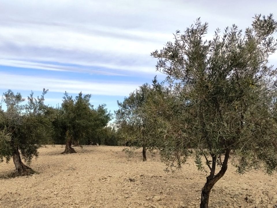 Helårsgrund i Penaguila, Alicante - foto 4
