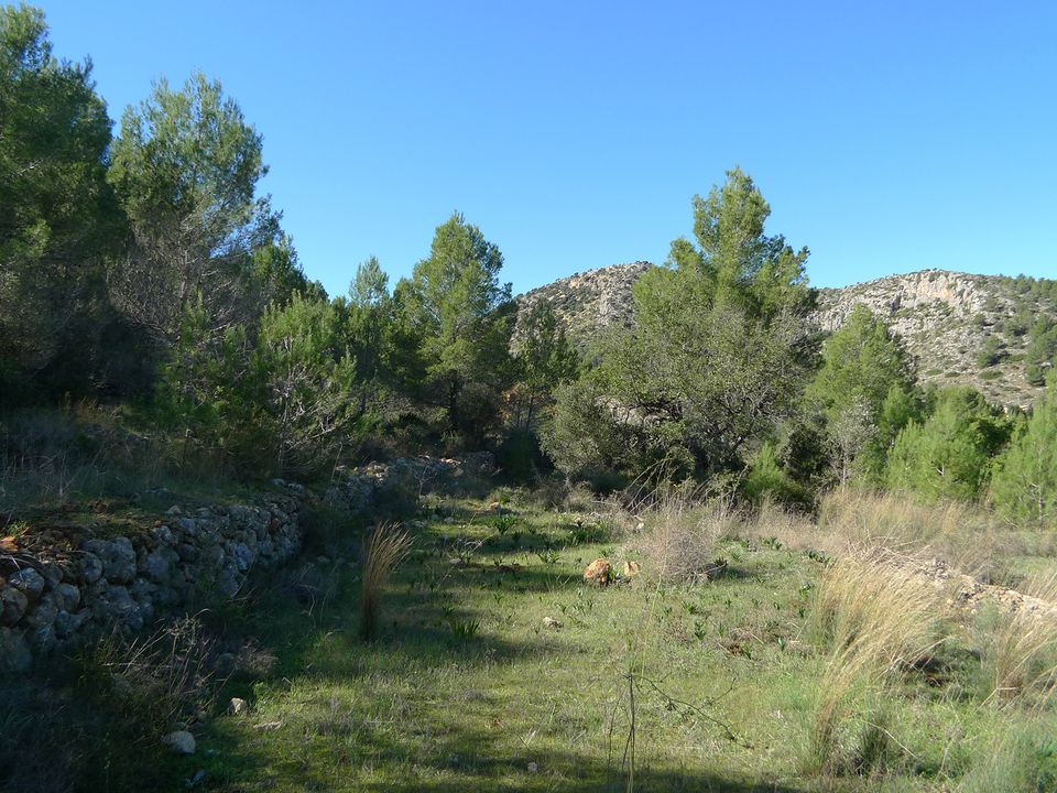 Helårsgrund i Jalon, Alicante - foto 3