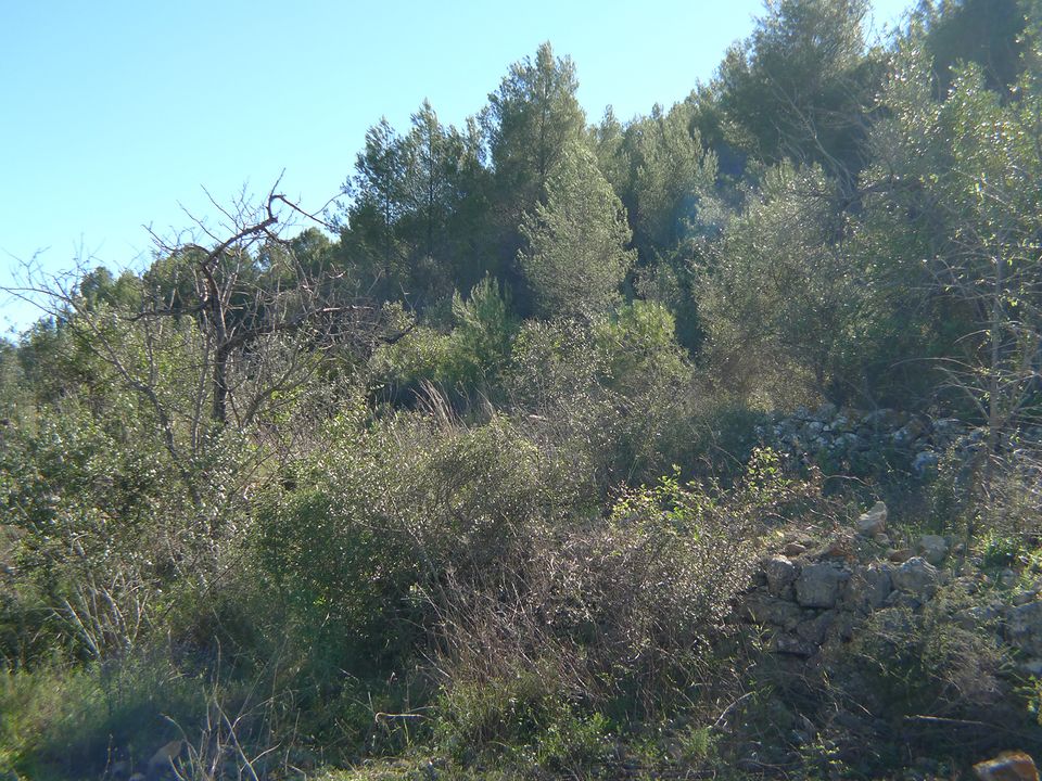 Helårsgrund i Jalon, Alicante - foto 4