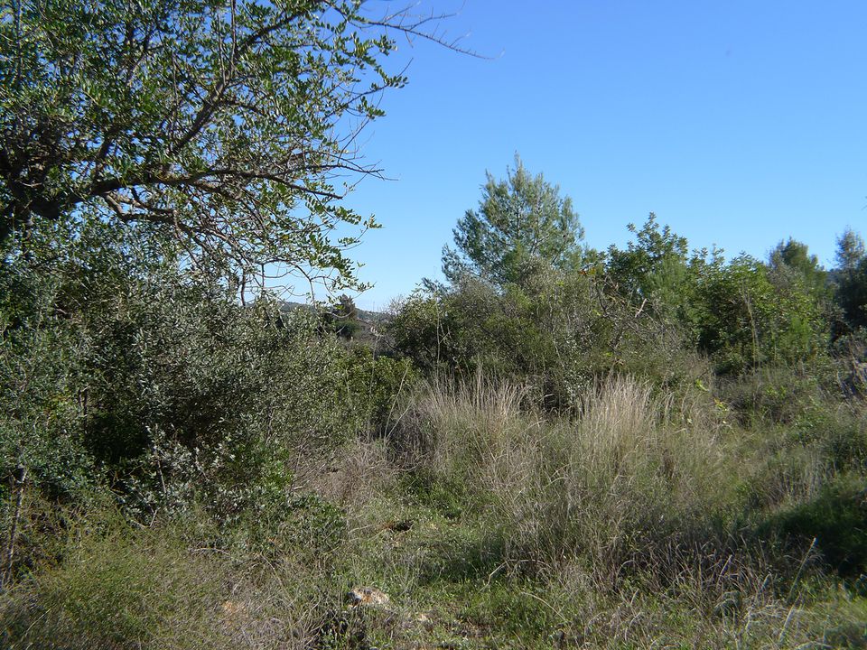 Helårsgrund i Jalon, Alicante - foto 5
