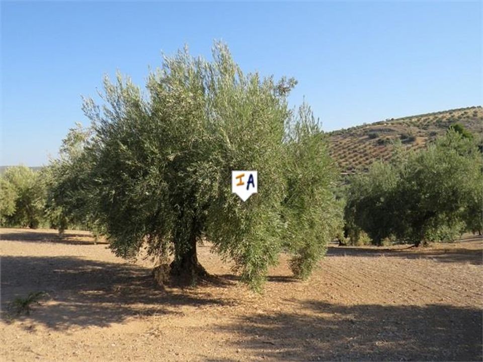 Helårsgrund i Alcaudete, Jaen - foto 1