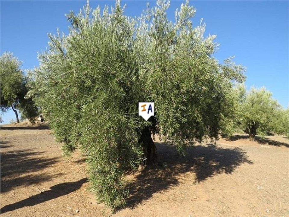 Helårsgrund i Alcaudete, Jaen - foto 2