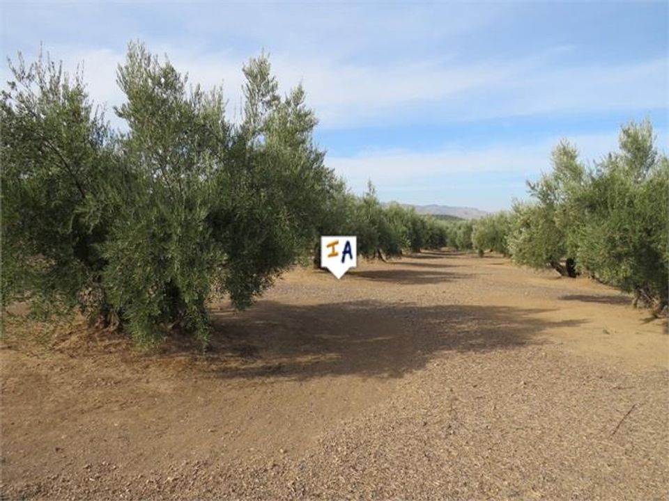 Helårsgrund i Alcaudete, Jaen - foto 4