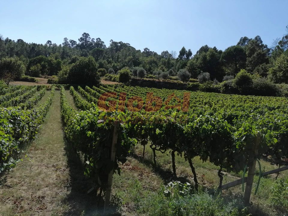 Farm i Viseu, Viseu - foto 1