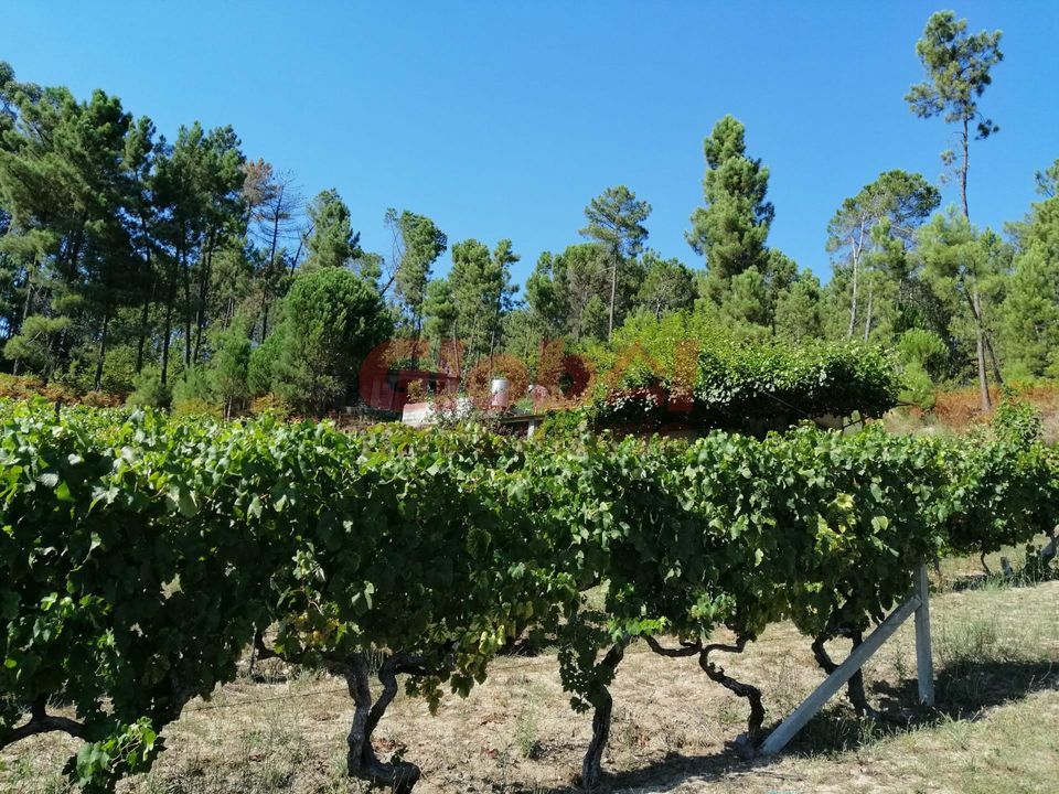 Farm i Viseu, Viseu - foto 2
