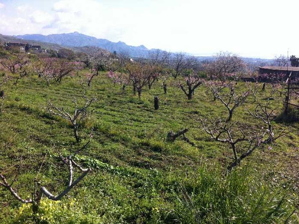 Helårsgrund i Fiumefreddo di Sicilia, Catania - foto 3