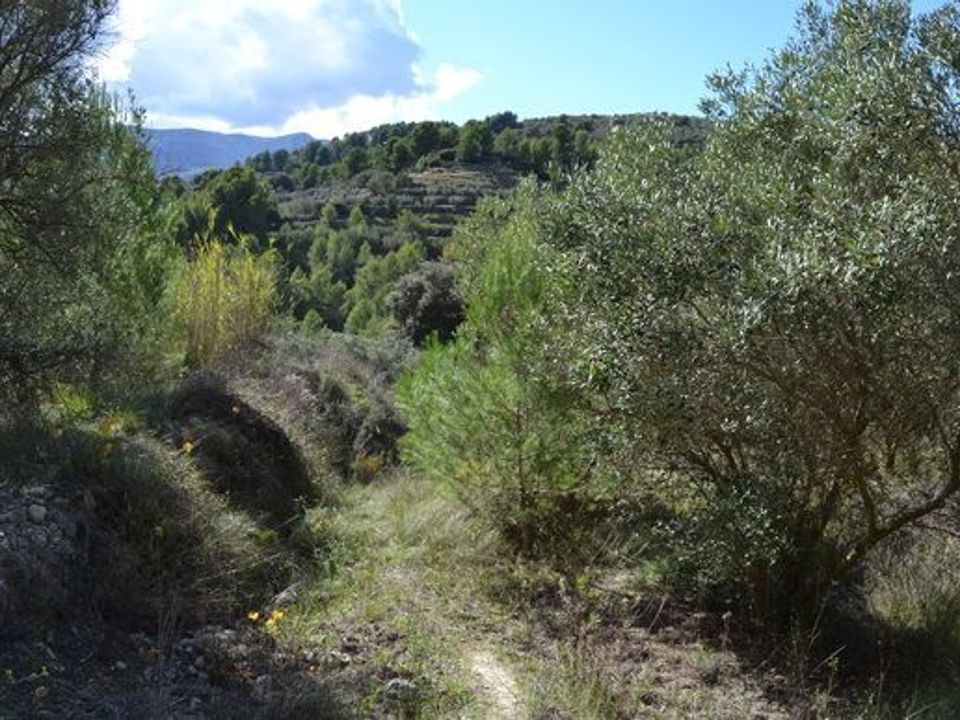 Terra a Beniarda, Alicante - foto 3