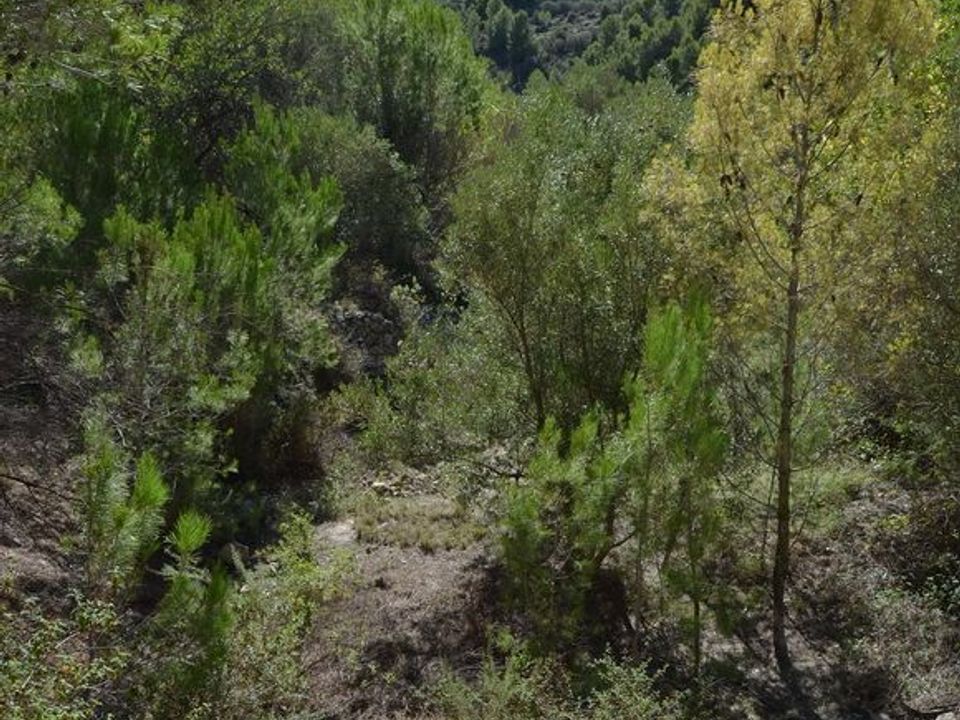 Terra a Beniarda, Alicante - foto 4