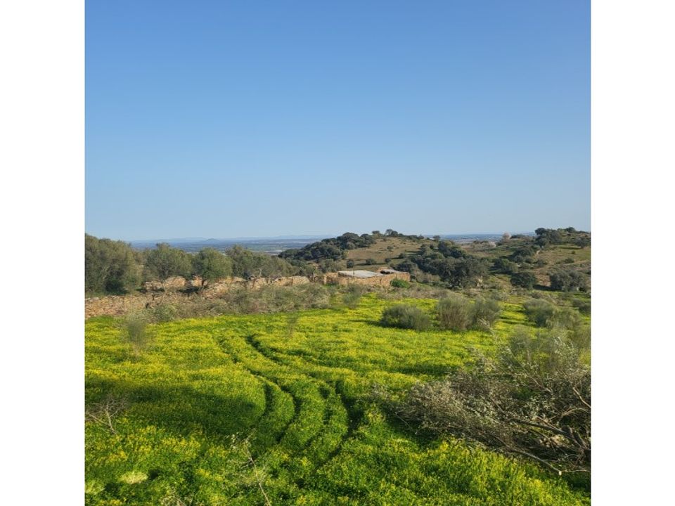 Farm i Evora, Evora - foto 5