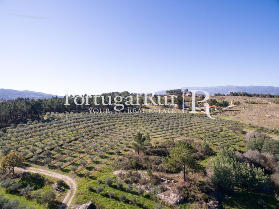Farm i Belmonte, Castelo Branco - foto 5