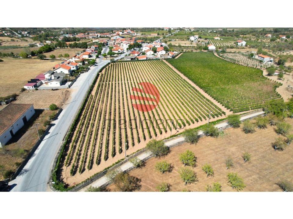 Farm i Vila Nova de Foz Coa, Guarda - foto 4