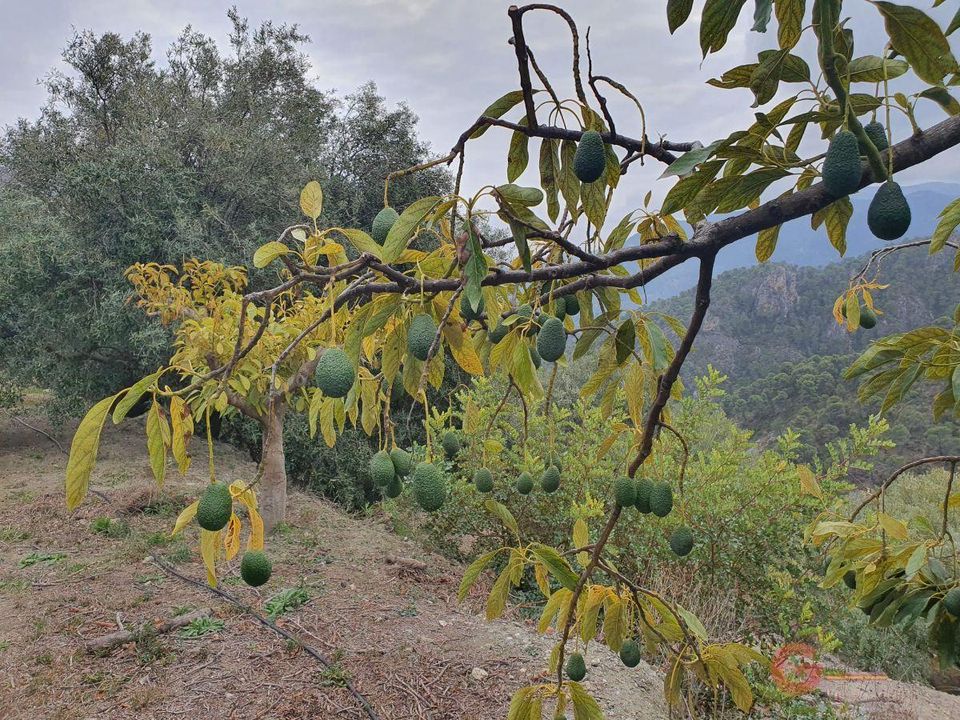 Finca i Guajar Alto, Granada - foto 1