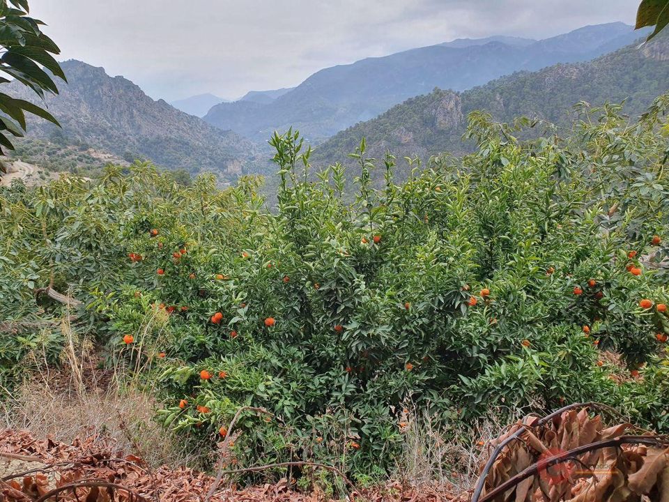 Finca i Guajar Alto, Granada - foto 3