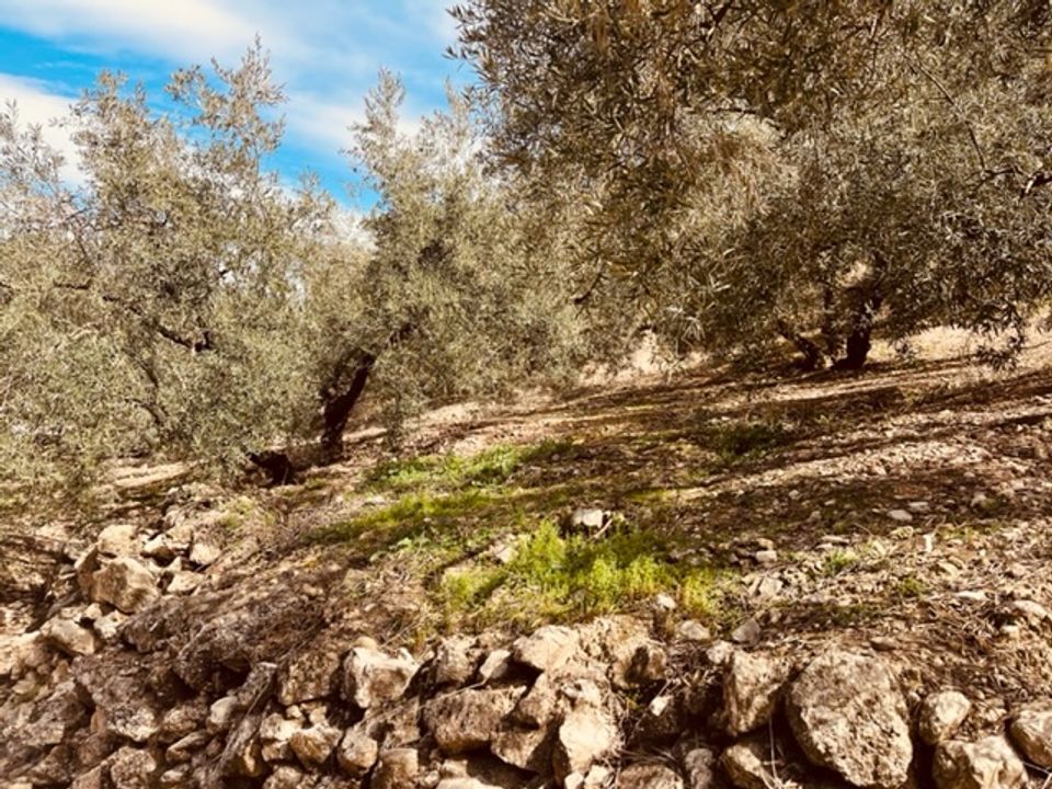 Ruinere i Iznajar, Cordoba - foto 4