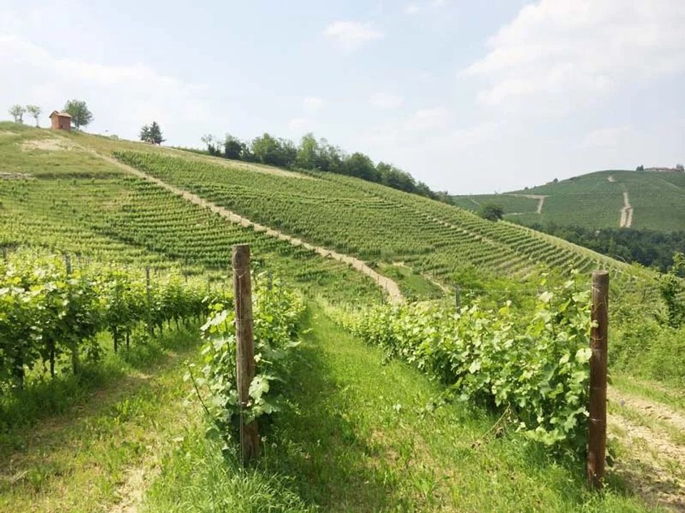 Helårsgrund i Monforte d'Alba, Cuneo - foto 1