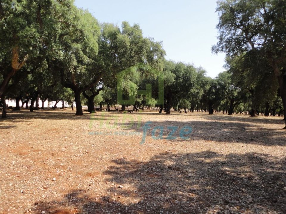 Landejendom i Sao Lourenco de Mamporcao e Sao Bento de Ana Loura, Evora - foto 3