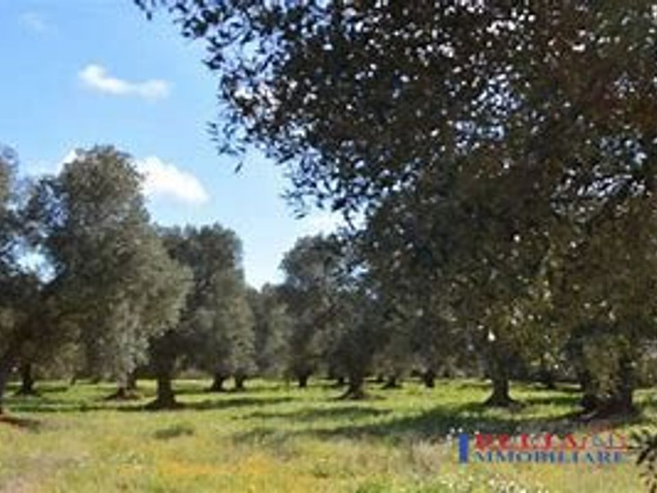 Helårsgrund i Rosignano Marittimo, Livorno - foto 1