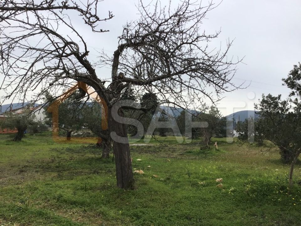 Helårsgrund i Torres Novas, Santarem - foto 3