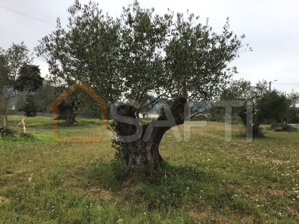 Helårsgrund i Torres Novas, Santarem - foto 4