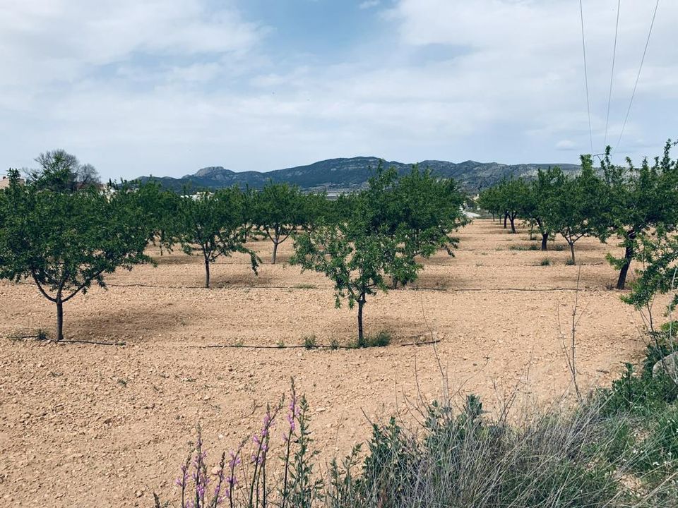 Helårsgrund i La Romana, Alicante - foto 1