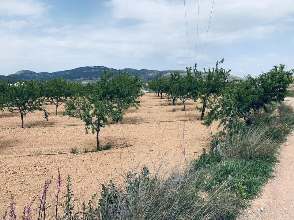 Helårsgrund i La Romana, Alicante - foto 4