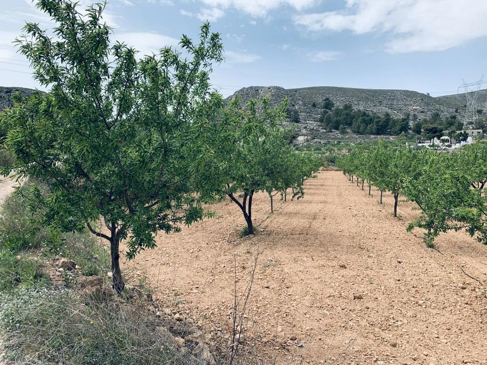 Helårsgrund i La Romana, Alicante - foto 2
