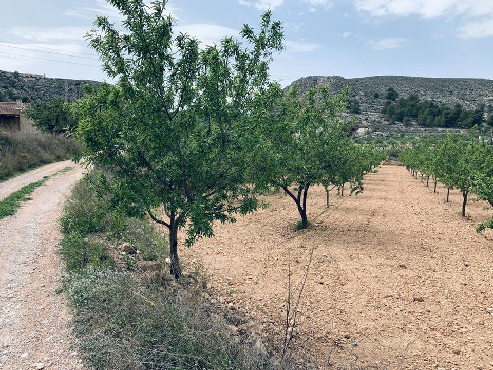 Helårsgrund i La Romana, Alicante - foto 3