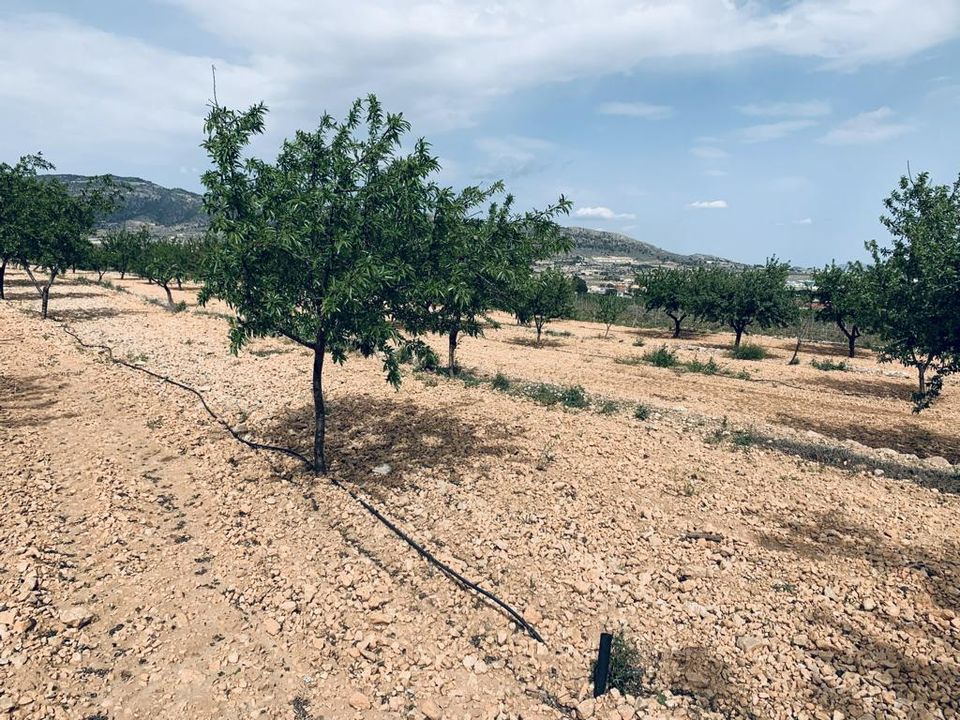 Helårsgrund i La Romana, Alicante - foto 1