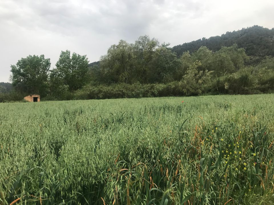 Finca i Benifallet, Tarragona - foto 3