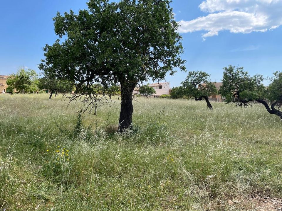 Helårsgrund i Consell, Mallorca - foto 3