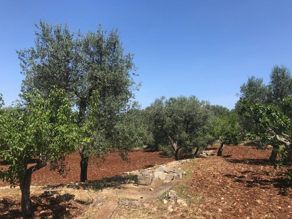 Herregård i Ceglie Messapica, Brindisi - bilde 3