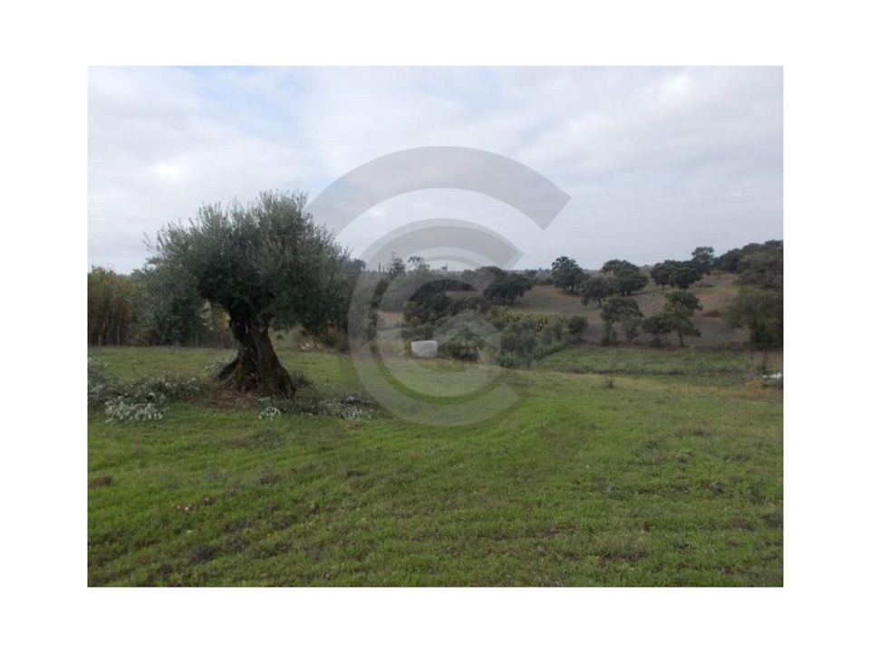 Helårsgrund i Torres Novas, Santarem - foto 1